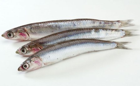 Anchovies