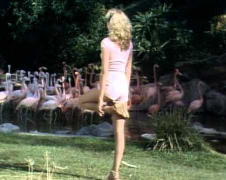 Priscilla Barnes imitates flamingo