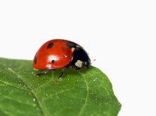 ladybug