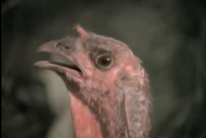 The turkey from John Boy's point of view