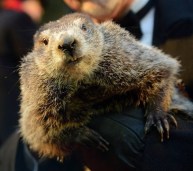 punsxutawney Phil